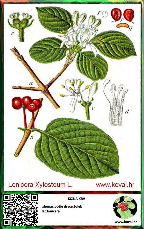ljekovito bilje